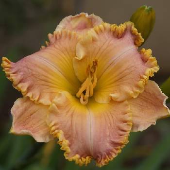 Лилейник Hemerocallis ‘Spacecoast Starburst’ 